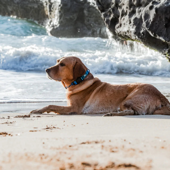 Woof Concept Waterproof Collars