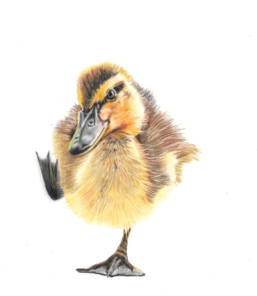 Original Wildlife Pencil Drawings