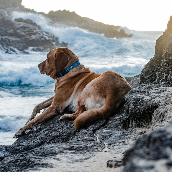 Woof Concept Waterproof Collars