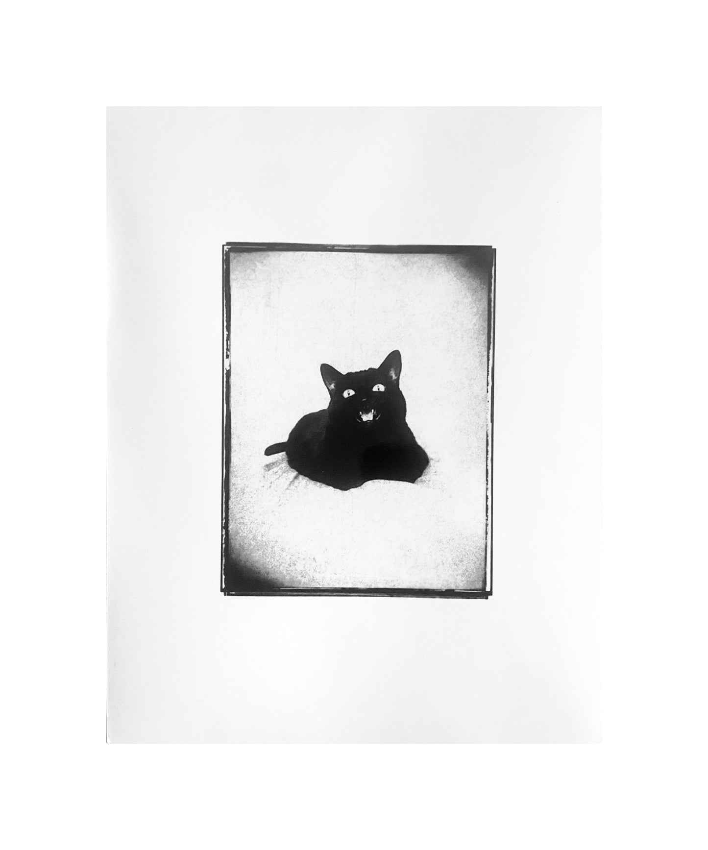 #Catsass Art