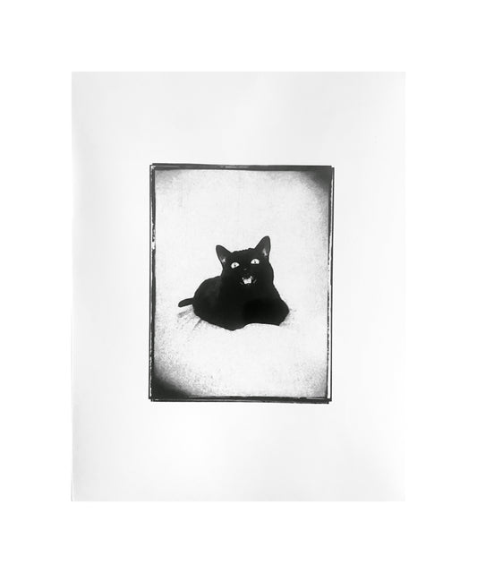 #Catsass Art