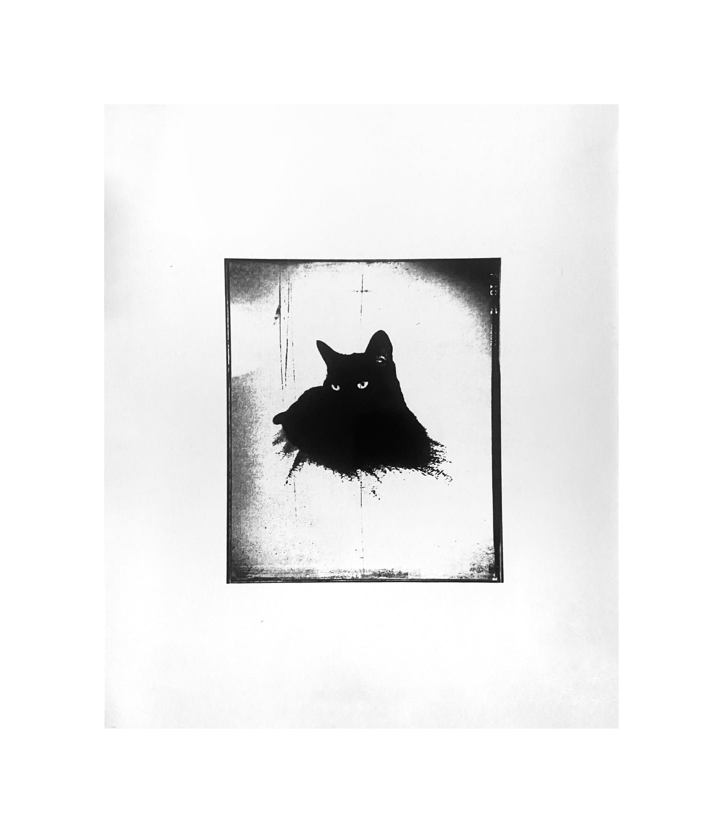 #Catsass Art