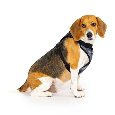 Canada Pooch®: The Everything Harness Water-Resistant Series