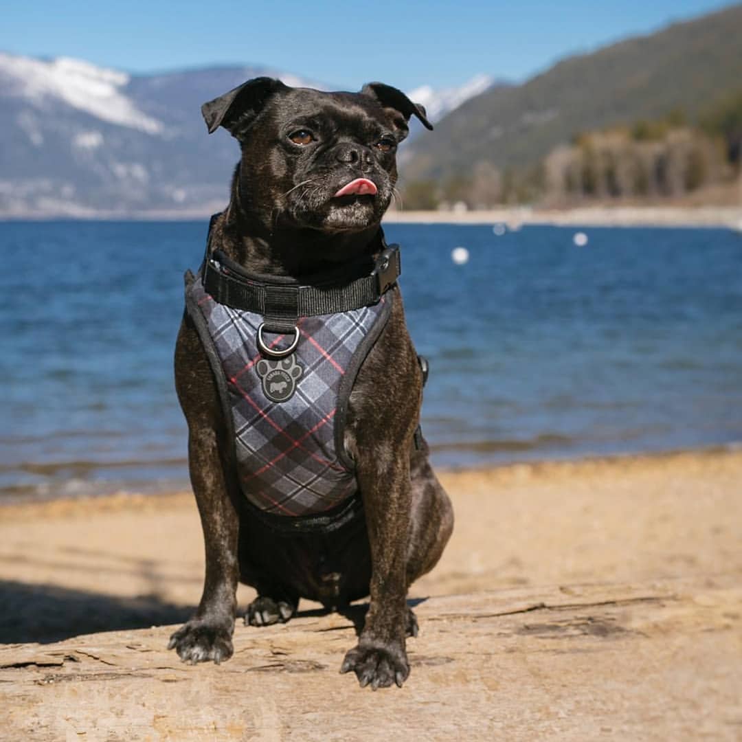 Canada Pooch®: The Everything Harness Water-Resistant Series