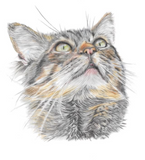 Custom Pet Pencil Portraits - by Mili