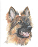 Custom Pet Pencil Portraits - by Mili