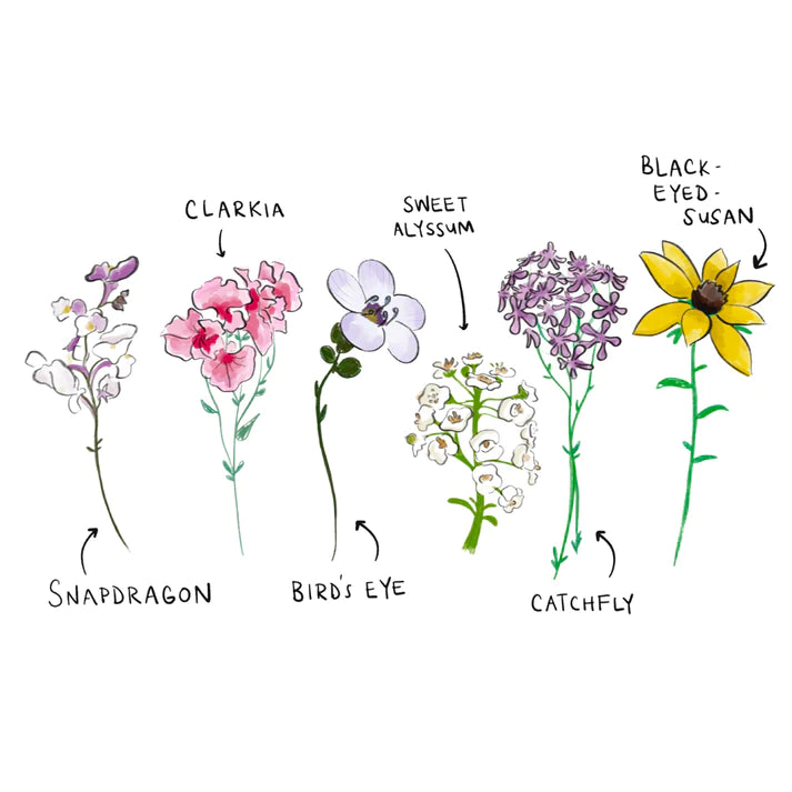 Wildflower Seed Plantable Greeting Cards