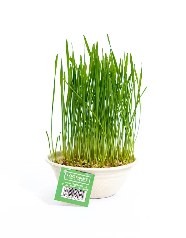 Fog Farms - Grass Kit for Cats and Small Animals