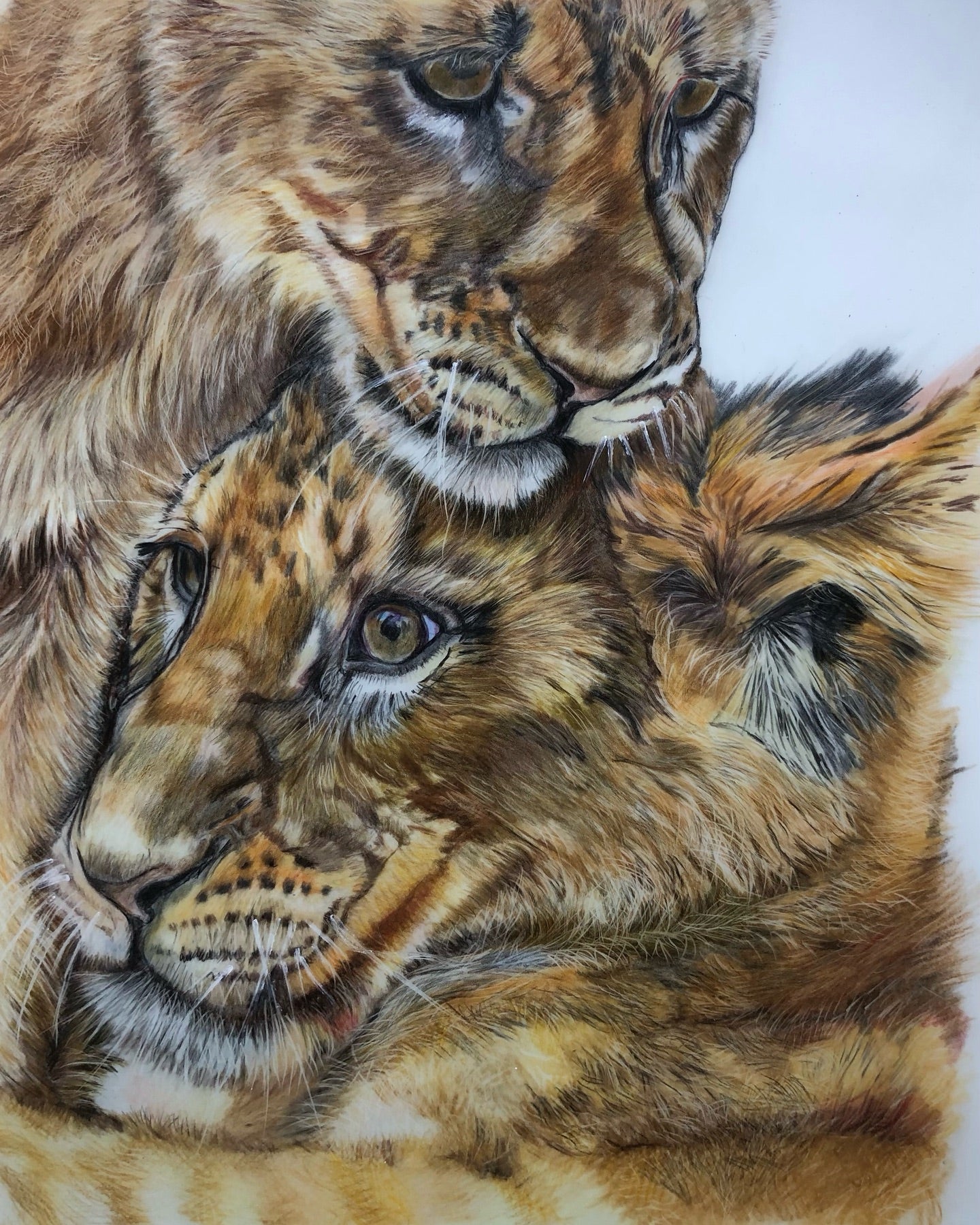 Original Wildlife Pencil Drawings