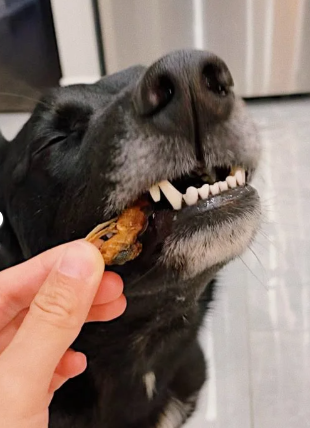Treatoes Dog Treats - Mussel Meat Munchie