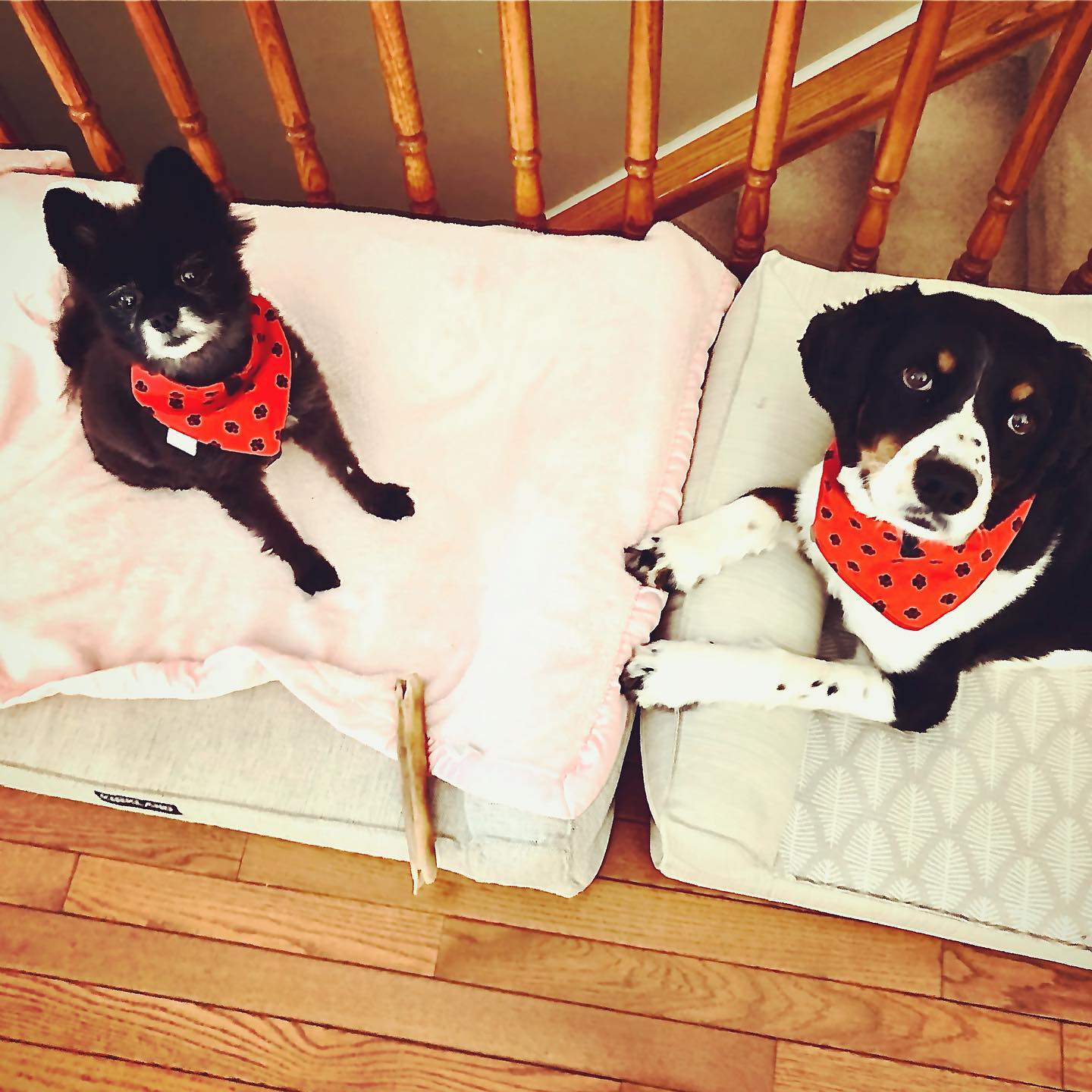 Reversible Dog Bandanas