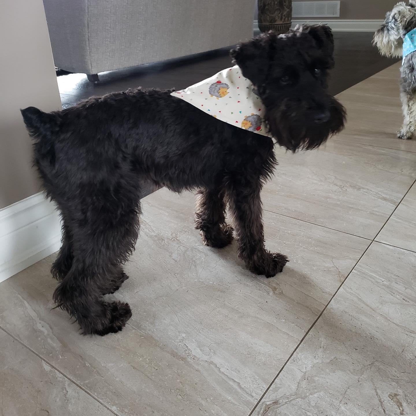 Reversible Dog Bandanas