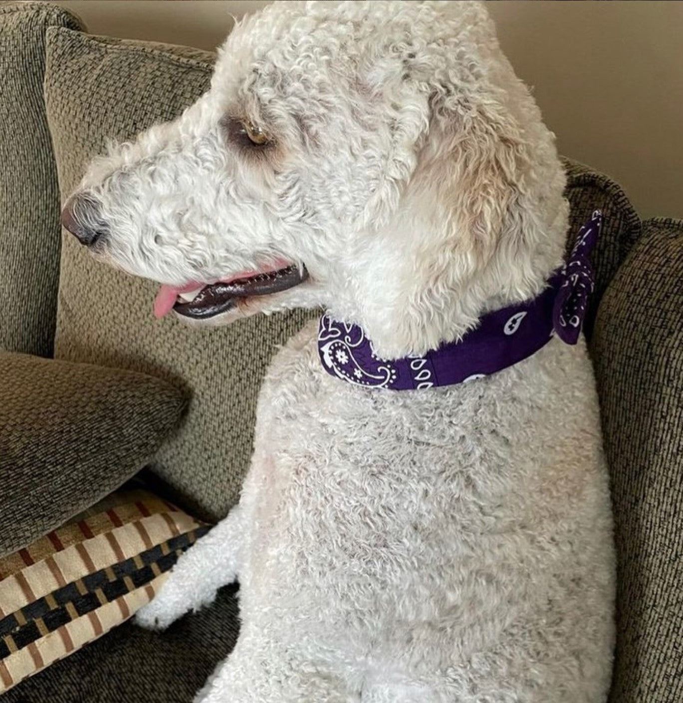 Velcro Collar for Frankies Bandanas + Bows