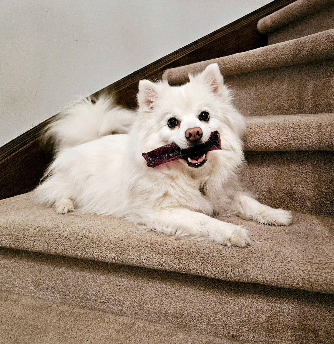 Tips: Revitalize Your Pet Supplies!
