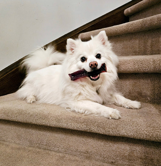 Tips: Revitalize Your Pet Supplies!