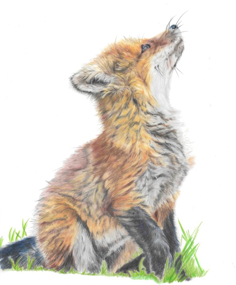 Original Wildlife Pencil Drawings