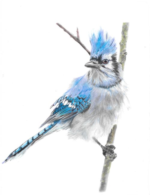Greeting Cards - Original Wildlife in Pencil
