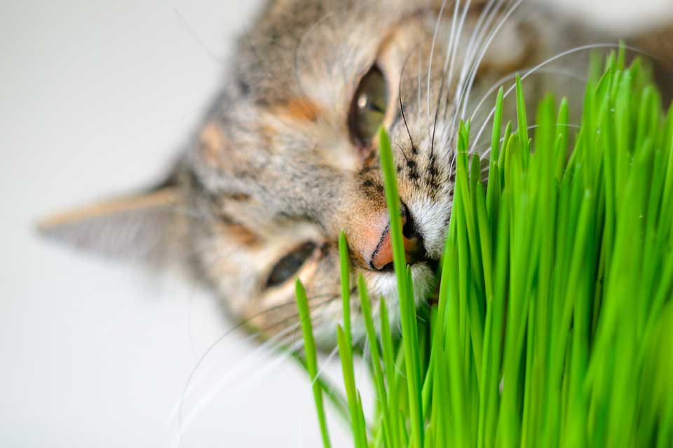 Fog Farms - Oat Grass Kit for Cats