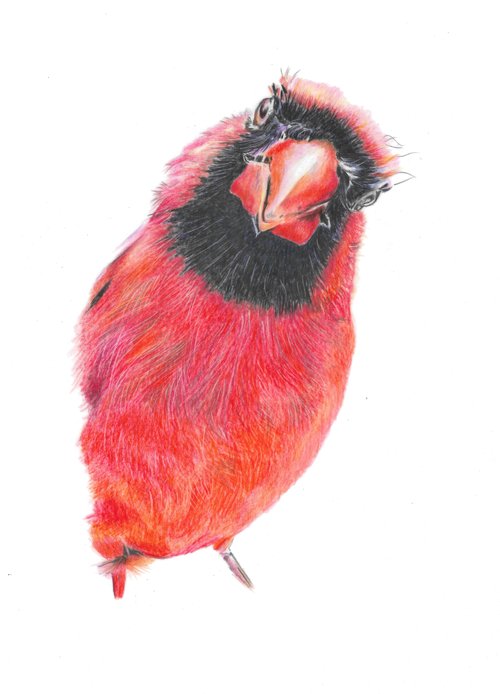Original Wildlife Pencil Drawings