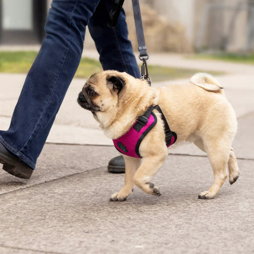 Canada Pooch® Easy-On Step-In Harness