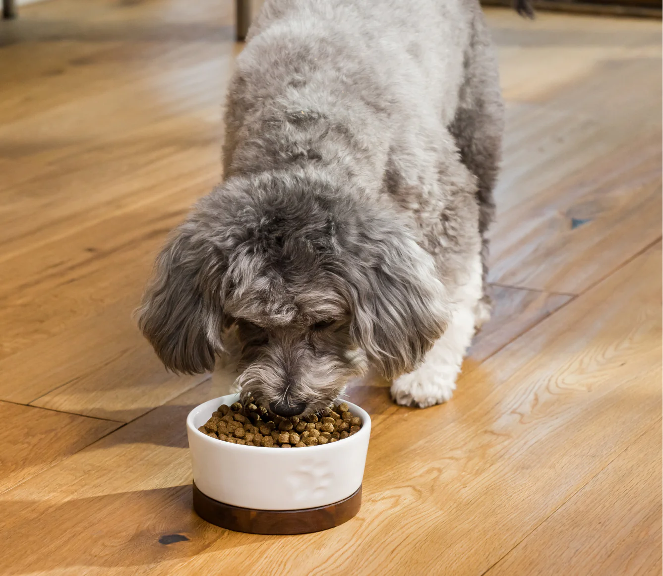 Open Farm Grain-Free Dry Dog Food - Farmer's Table Pork Recipe