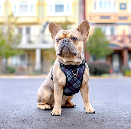 Canada Pooch: The Everything Harness Water-Resistant Series