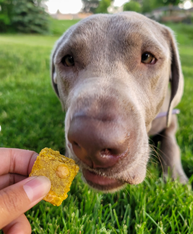 Treatoes Dog Treats - Cheesy Pumpkin Squares