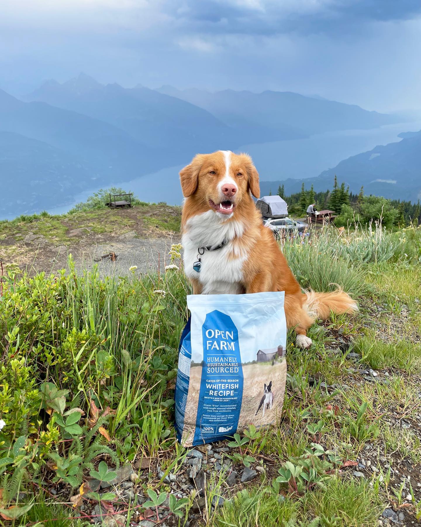 Open Farm Grain-Free Dry Dog Food - Whitefish Recipe