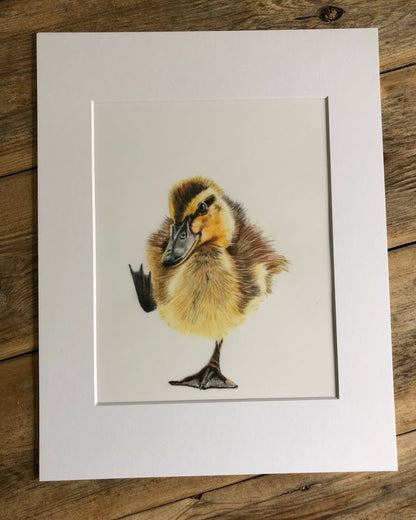 Original Wildlife Pencil Drawings