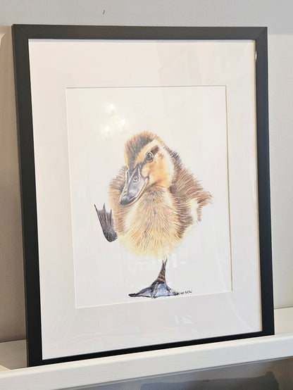 Original Wildlife Pencil Drawings