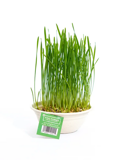 Fog Farms - Oat Grass Kit for Cats