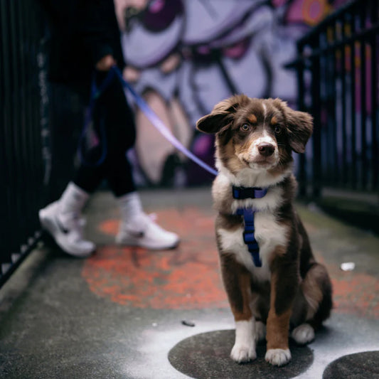 Woof Concept Waterproof Leashes