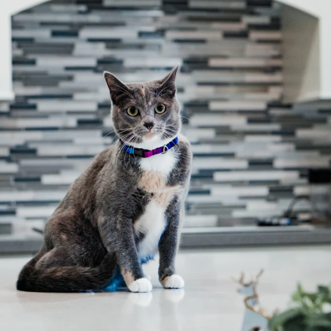 Neko Cat Collars by Woof Concept