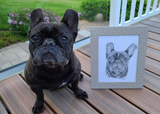 Custom Pet Portraits - Created by Jessie