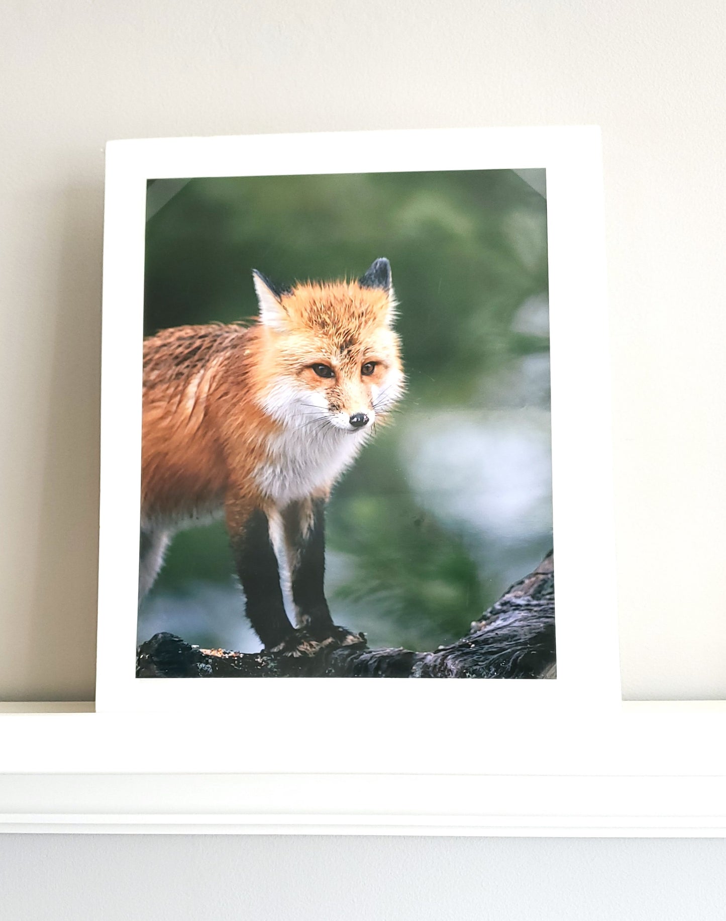 Nature Photo Prints - Whiteboard