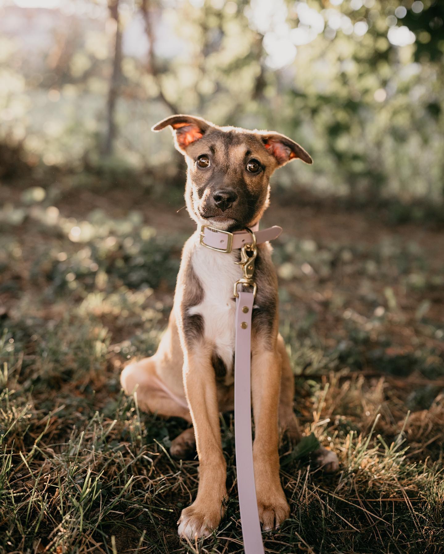 Minimalist Mutt Vegan Leather Dog Collars