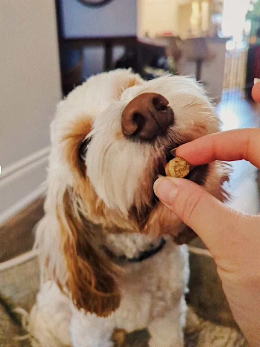 Treatoes Dog Treats - Peanut Butter Bites