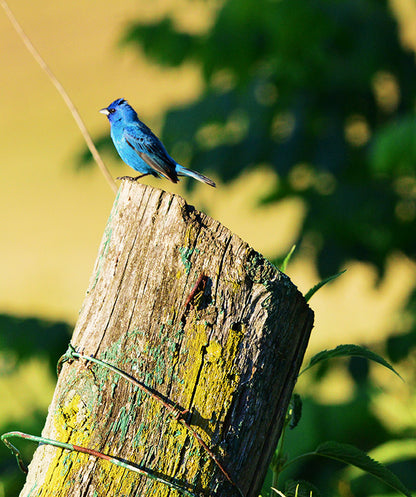 Nature Photo Prints - Whiteboard