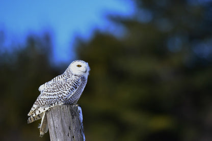 Nature Photo Prints - Whiteboard