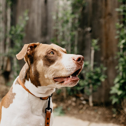 Minimalist Mutt Vegan Leather Dog Collars