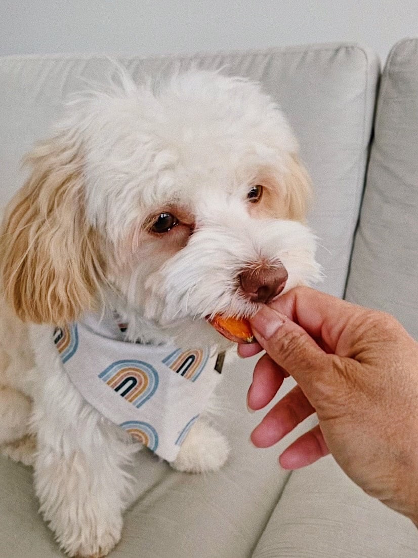 Treatoes Dog Treats - Sweet Potato Chips