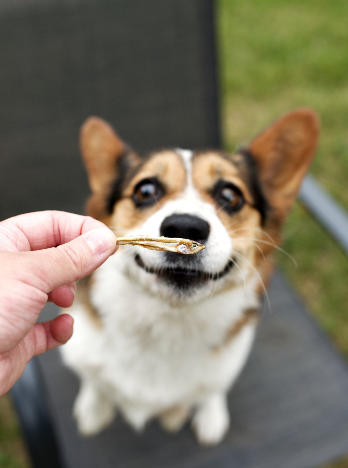 Treatoes Dog Treats - Freshwater Smelt Crisps